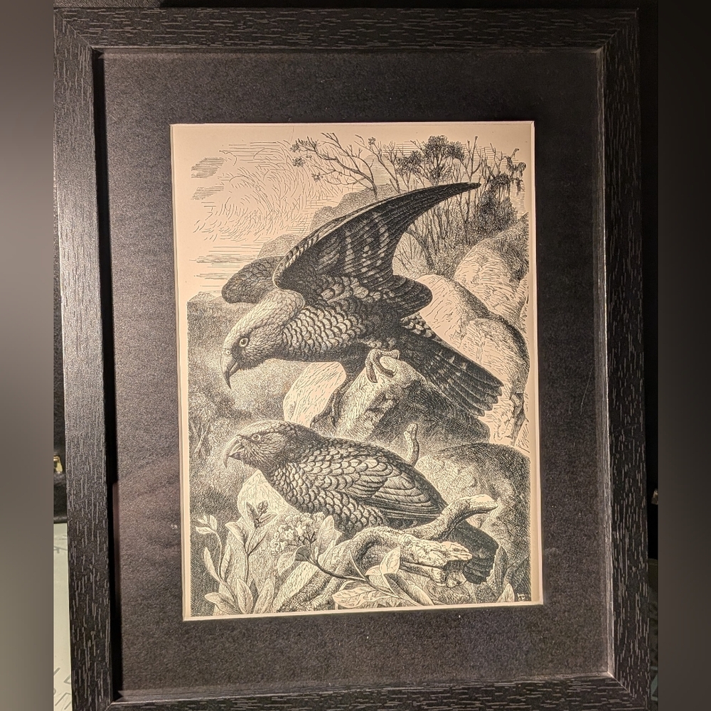 Vintage Birds Art Print - Stunning 127 Year Old Print From Recycled Book